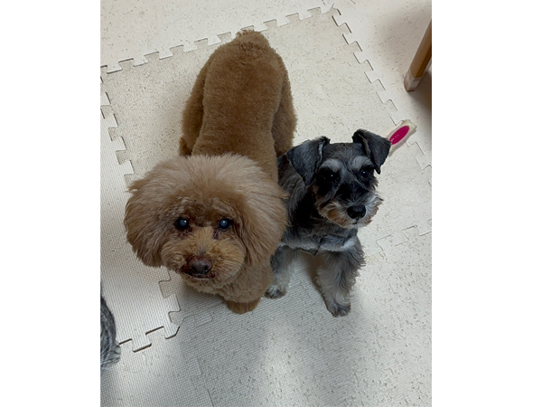 モデル犬卒業後、里親さん宅での様子♪～リアンちゃん～